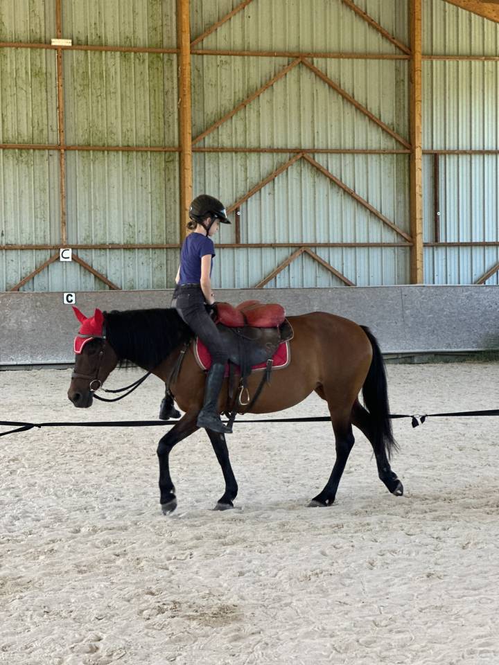 Cavalla Origine Non Constatata In vendita 2010 Baio