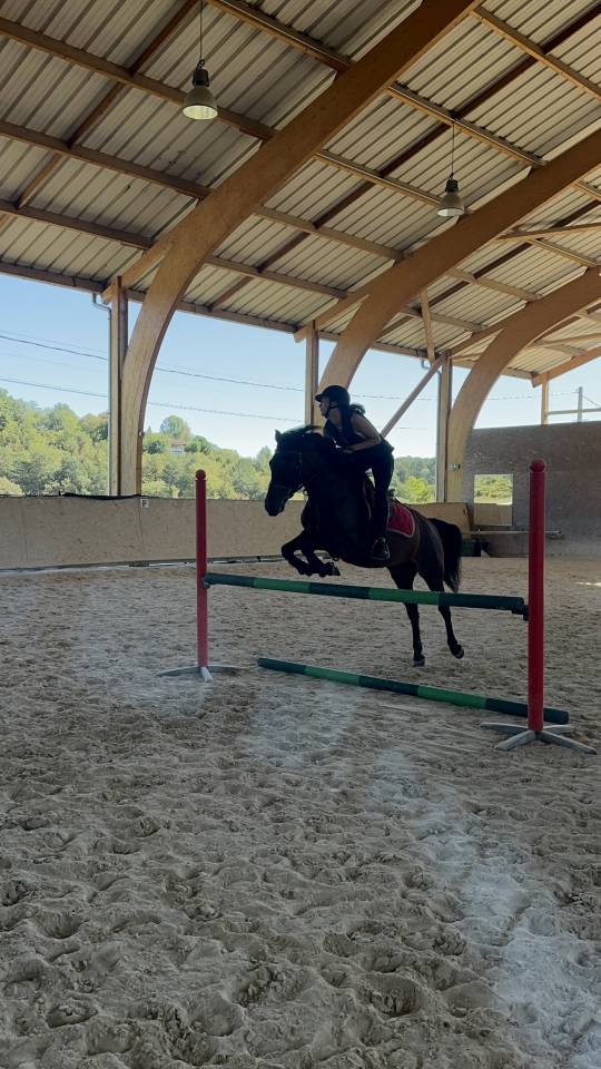 Cavalla Origine Non Constatata In vendita 2010 Baio