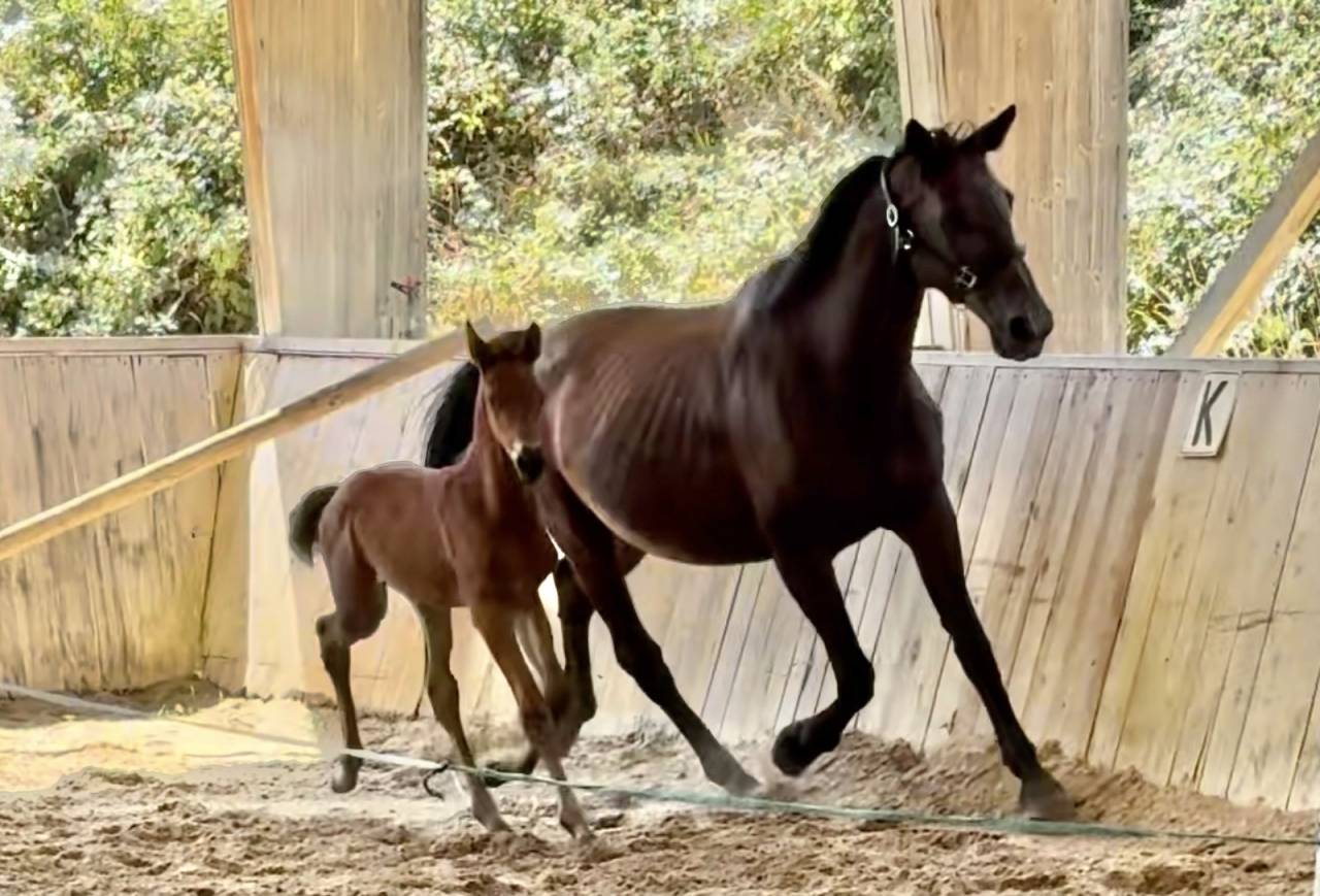 Fattrice Trakehner In vendita 2010 Baio scuro ,  SOLERO