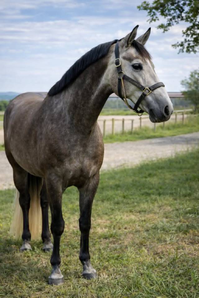 Cavalla Zangersheide In vendita 2021 Grigio