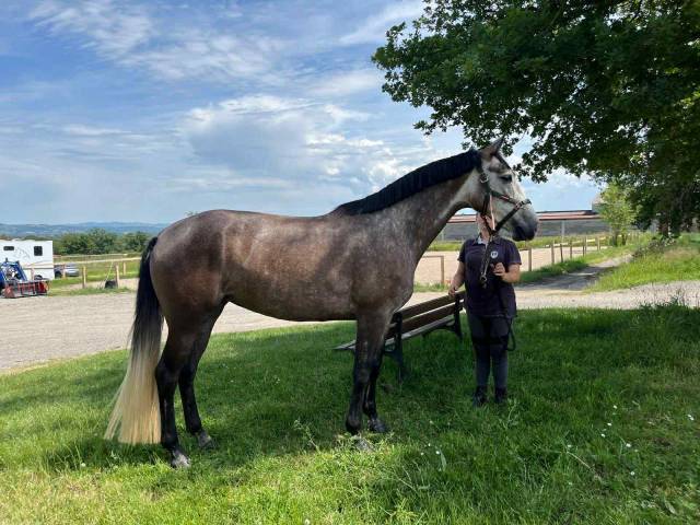 Cavalla Zangersheide In vendita 2021 Grigio