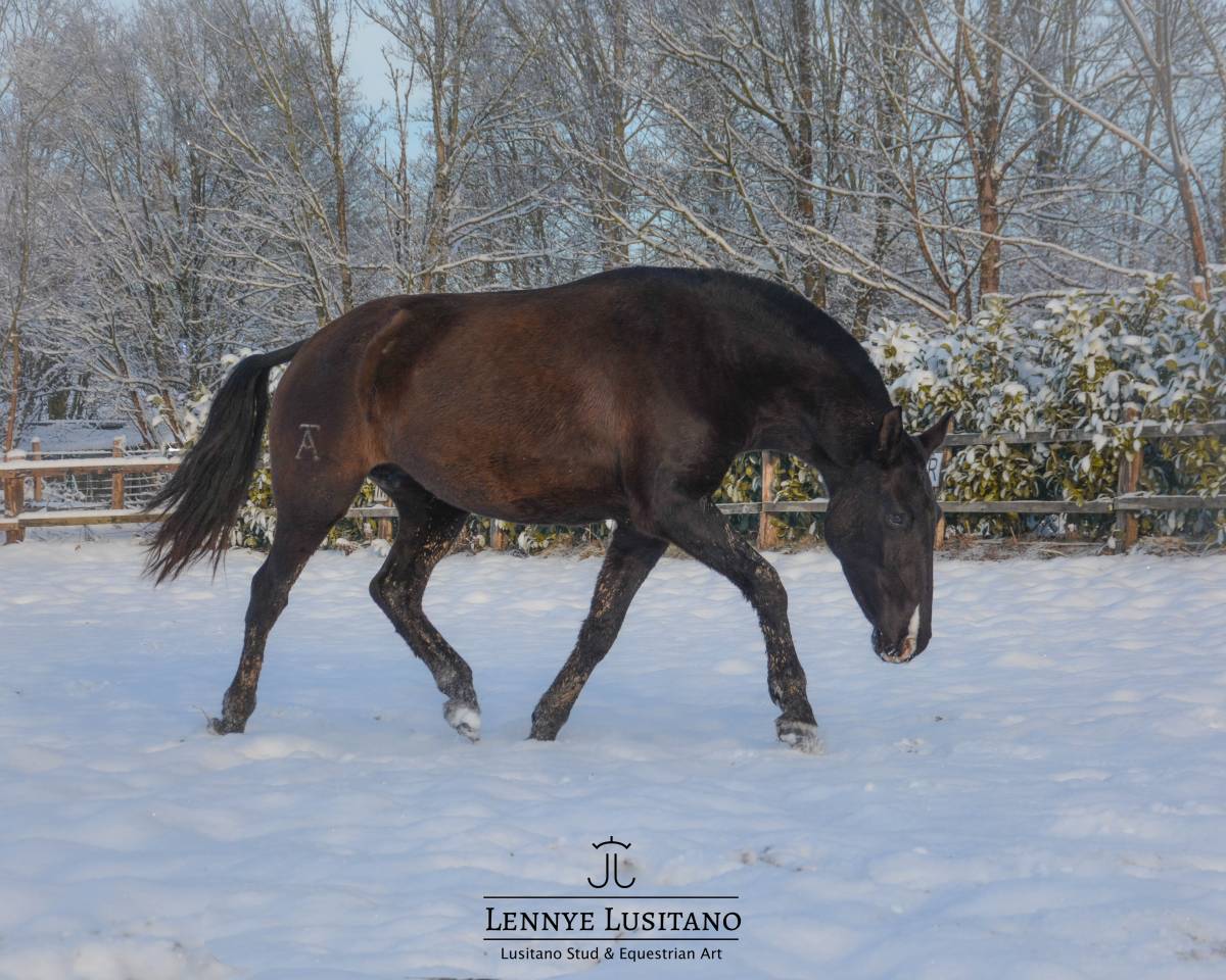 Cavalla Lusitano In vendita 2017 Nero
