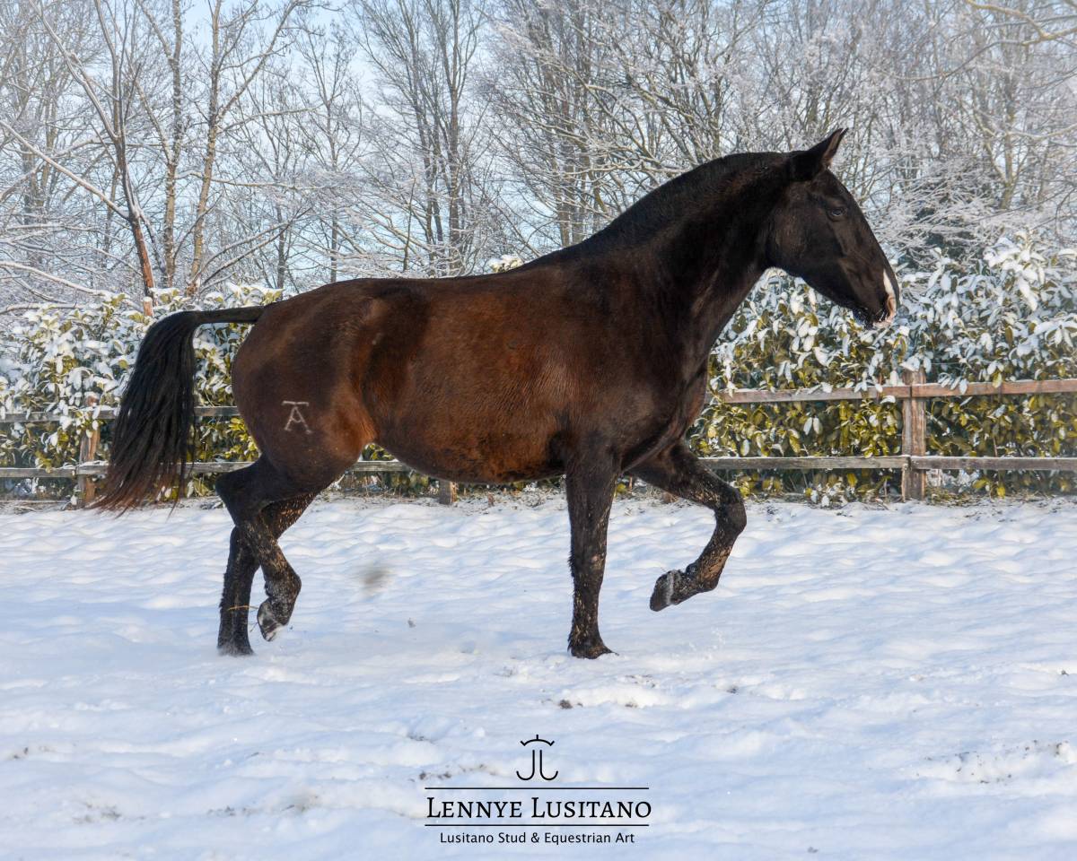 Cavalla Lusitano In vendita 2017 Nero