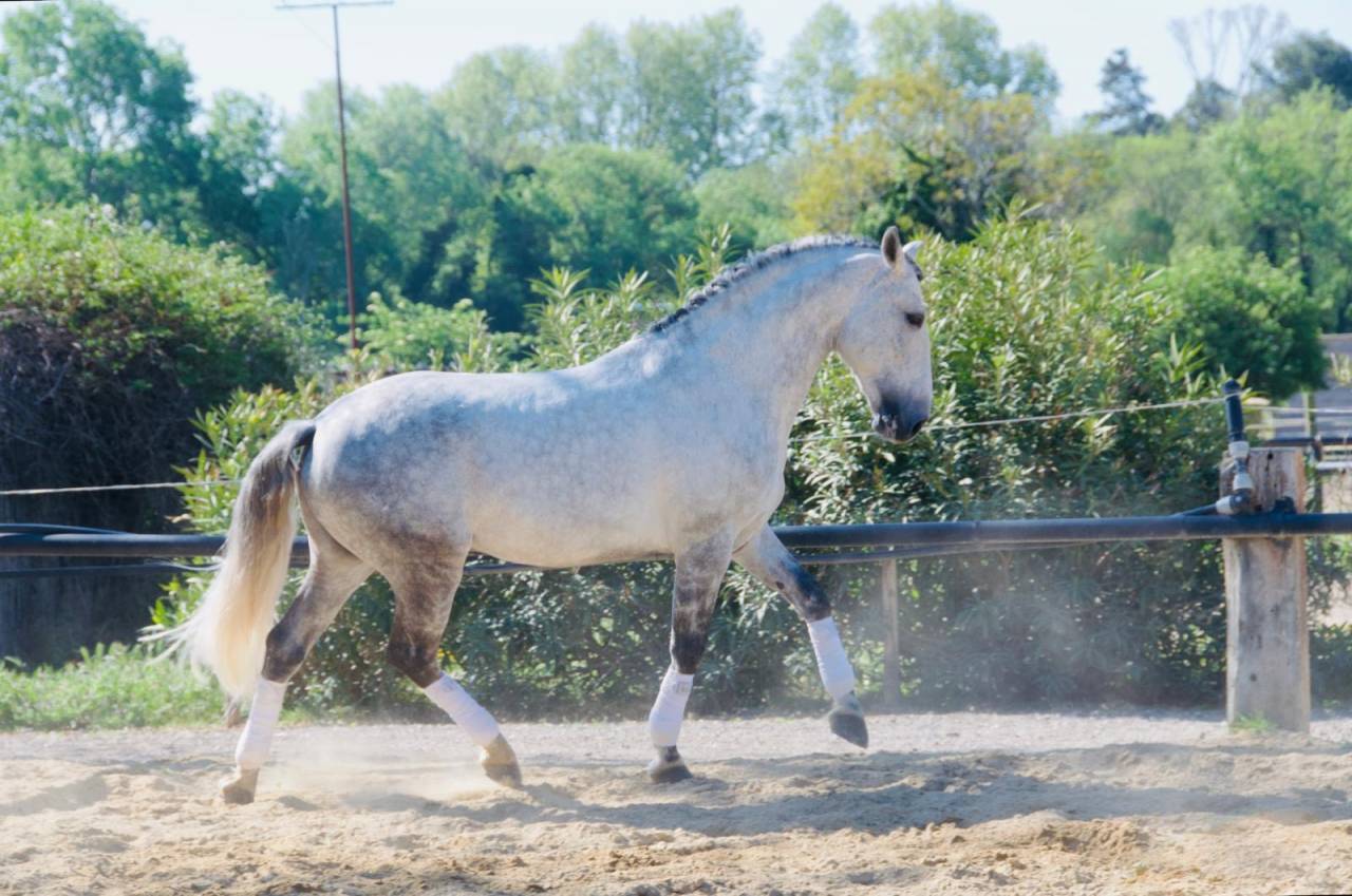 Intero Lusitano In vendita 2014 Grigio