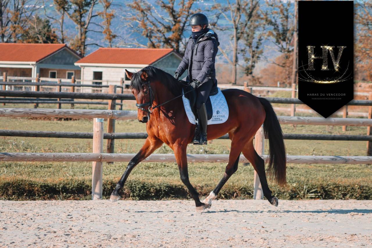 Cavalla AES Anglo European Studbook In vendita 2022 Baio ,  VITALIS