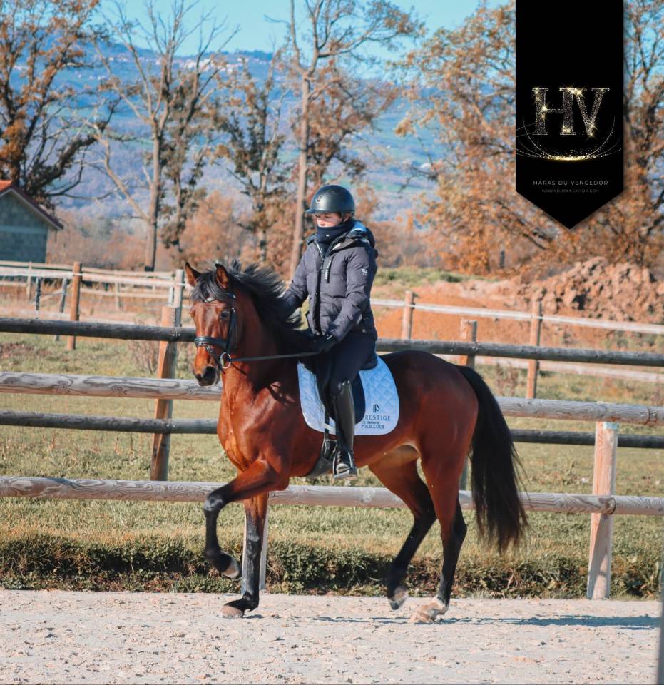 Cavalla AES Anglo European Studbook In vendita 2022 Baio ,  VITALIS