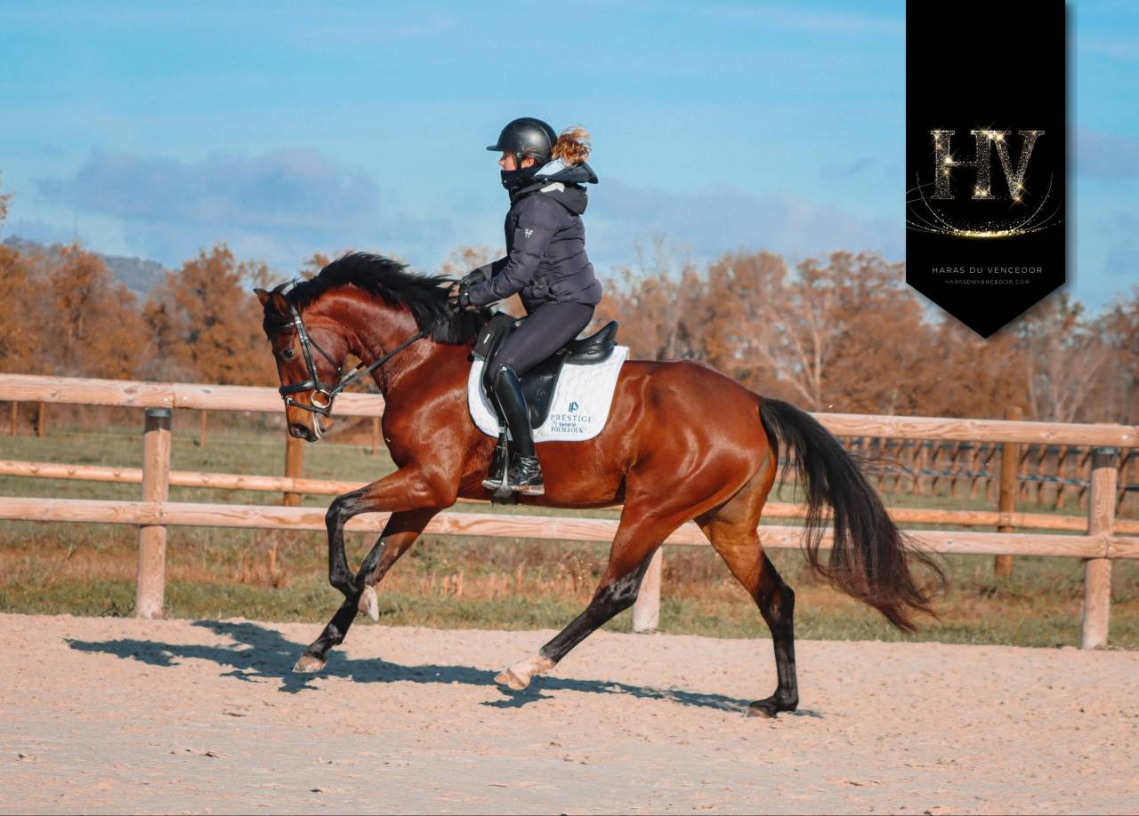 Cavalla AES Anglo European Studbook In vendita 2022 Baio ,  VITALIS