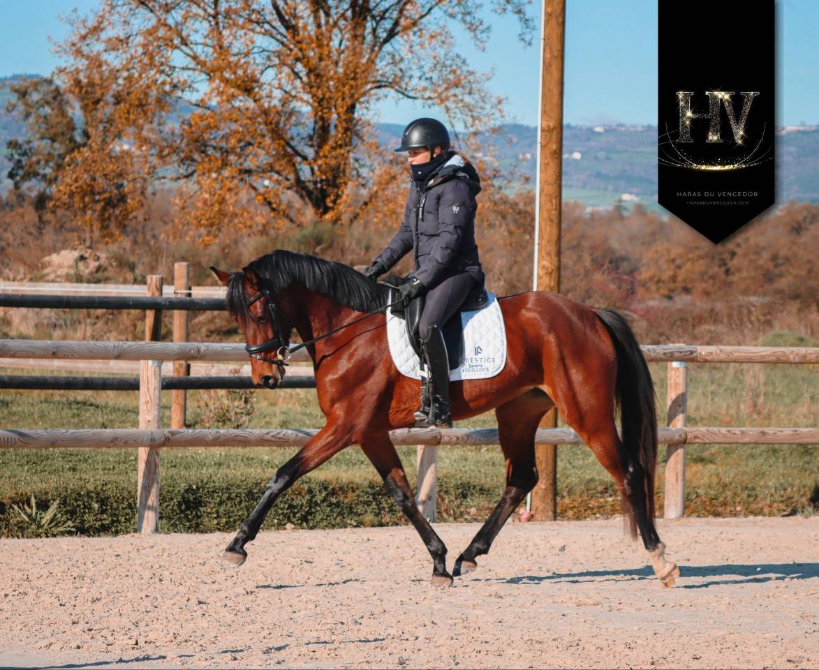 Cavalla AES Anglo European Studbook In vendita 2022 Baio ,  VITALIS