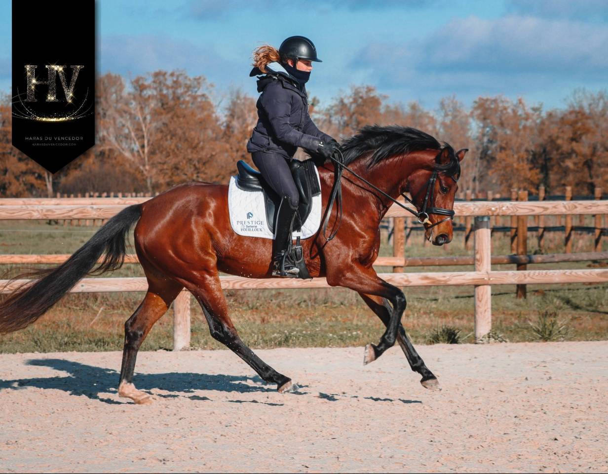 Cavalla AES Anglo European Studbook In vendita 2022 Baio ,  VITALIS