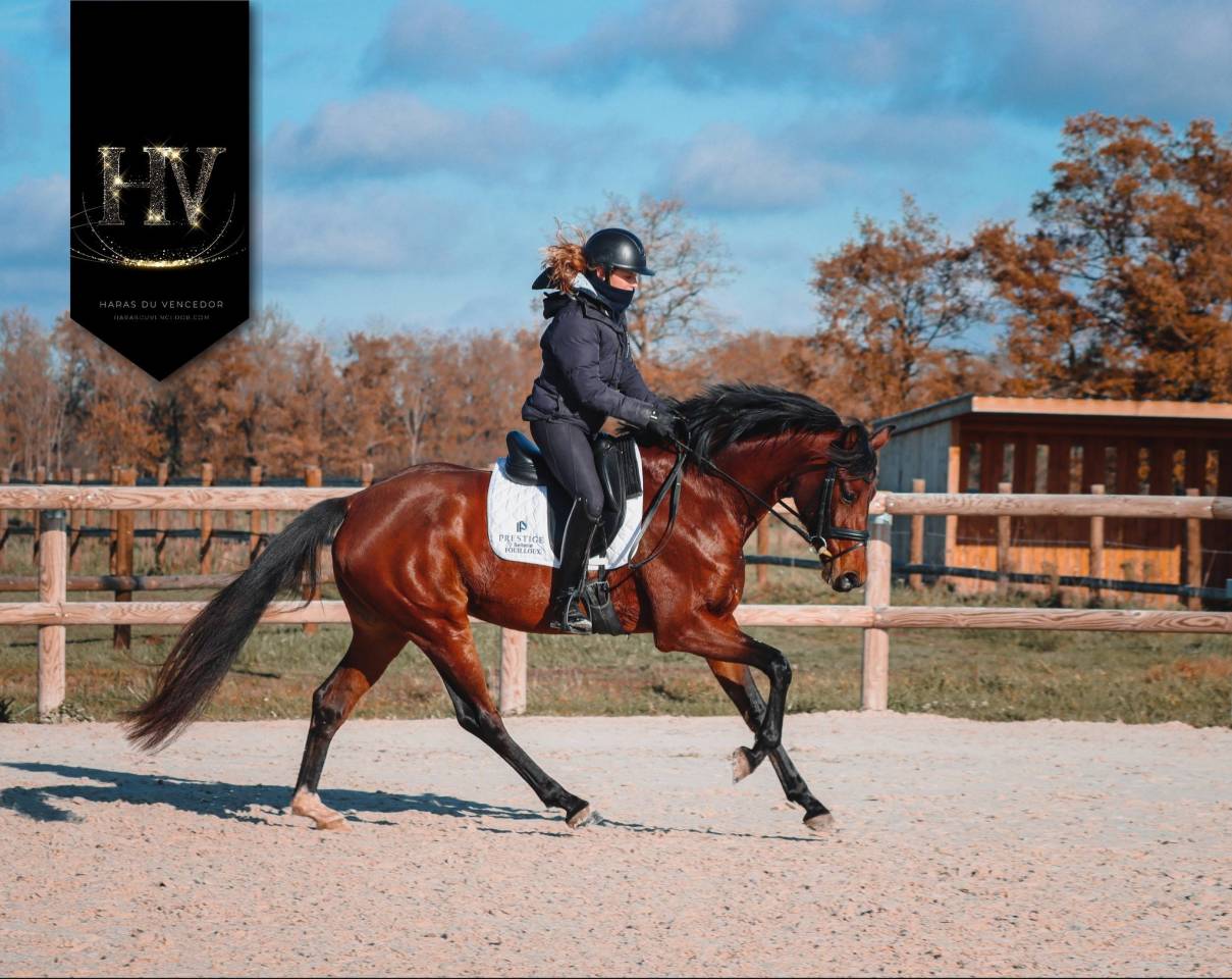 Cavalla AES Anglo European Studbook In vendita 2022 Baio ,  VITALIS