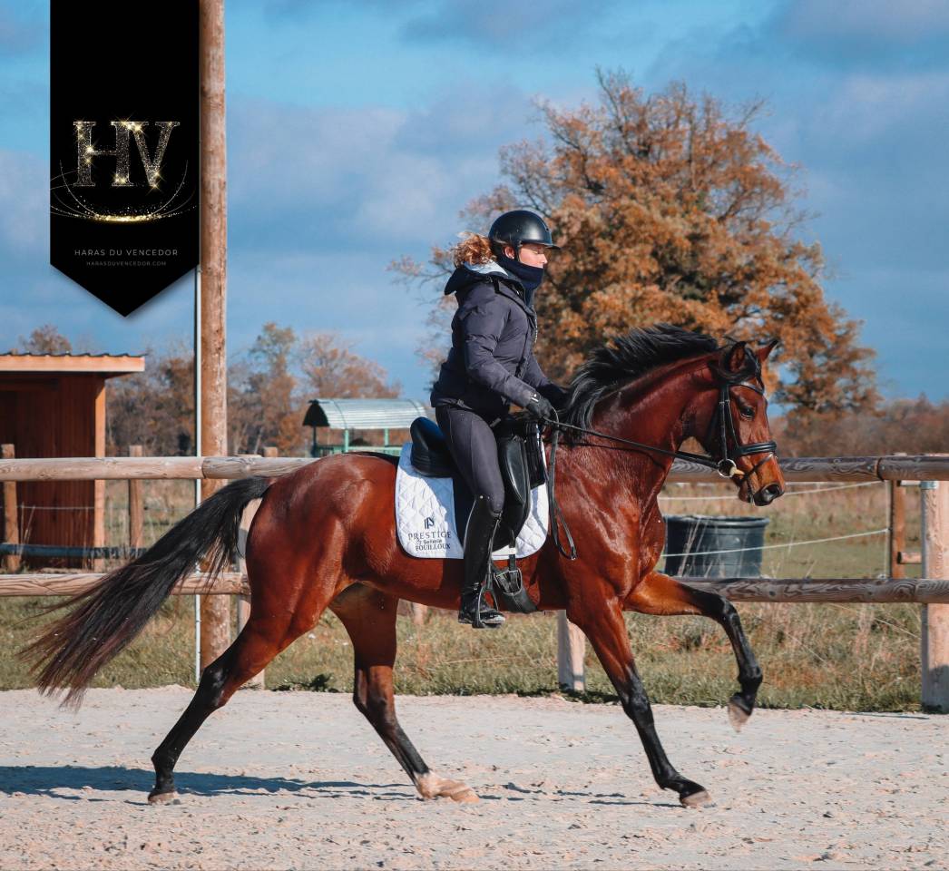 Cavalla AES Anglo European Studbook In vendita 2022 Baio ,  VITALIS