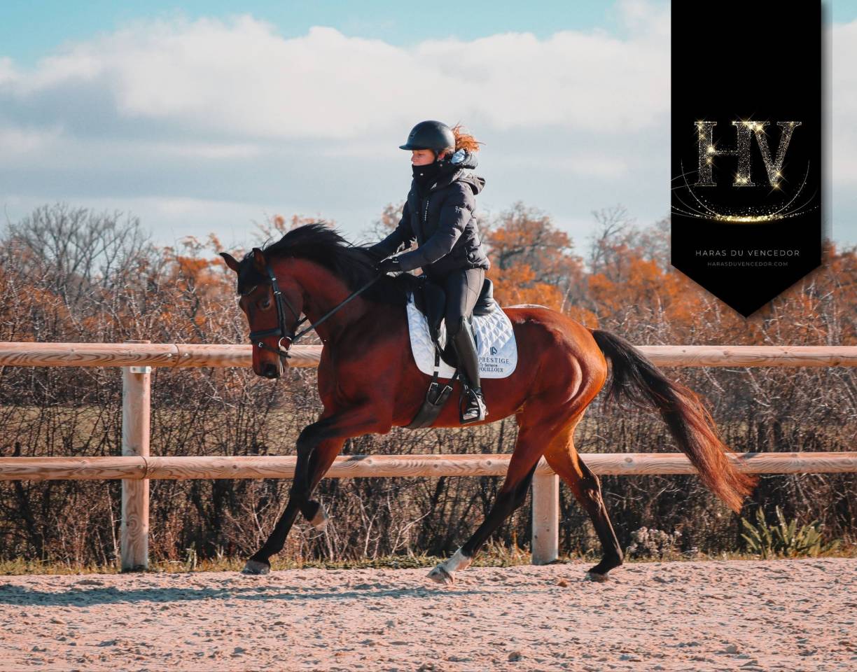 Cavalla AES Anglo European Studbook In vendita 2022 Baio ,  VITALIS