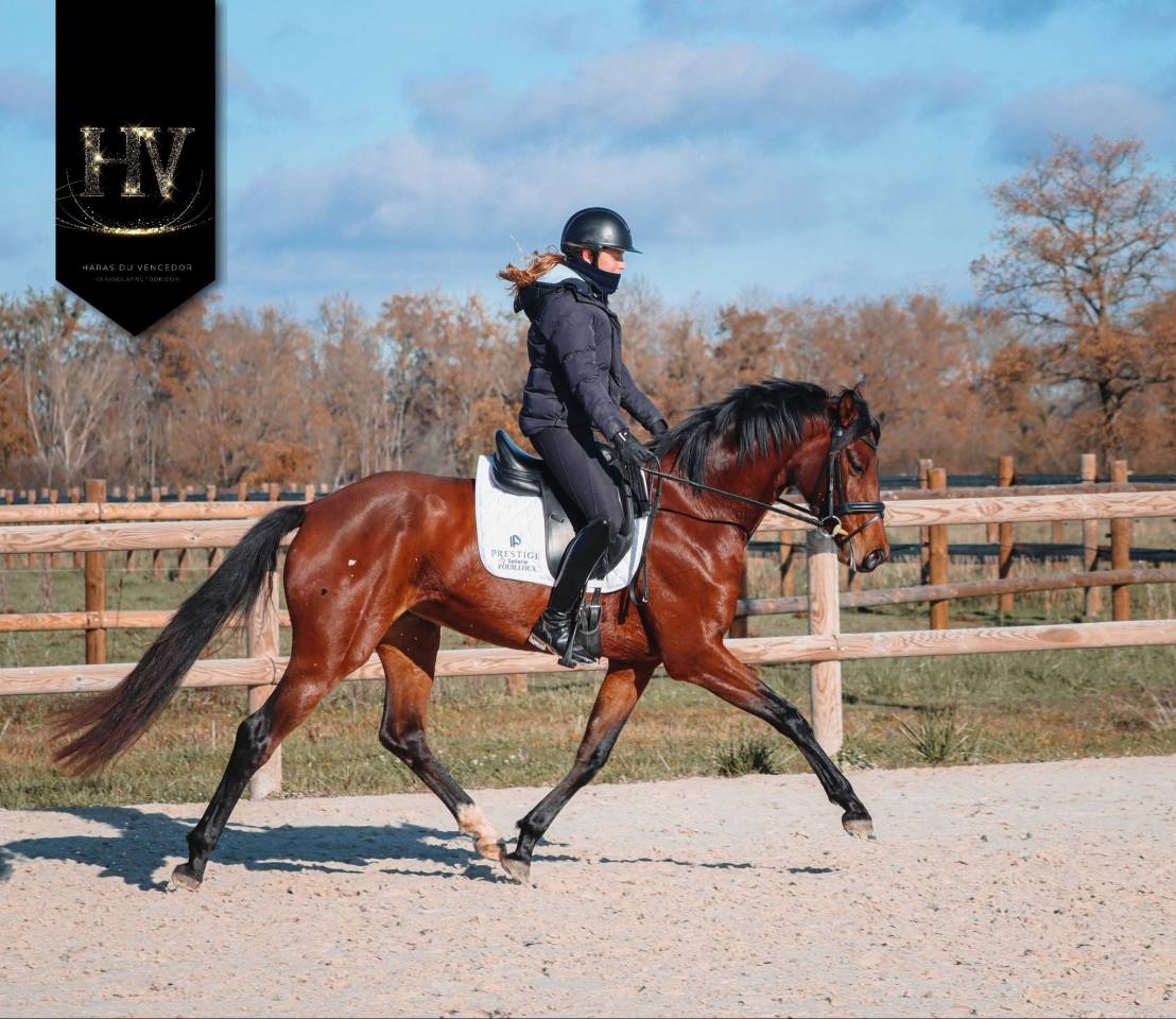 Cavalla AES Anglo European Studbook In vendita 2022 Baio ,  VITALIS