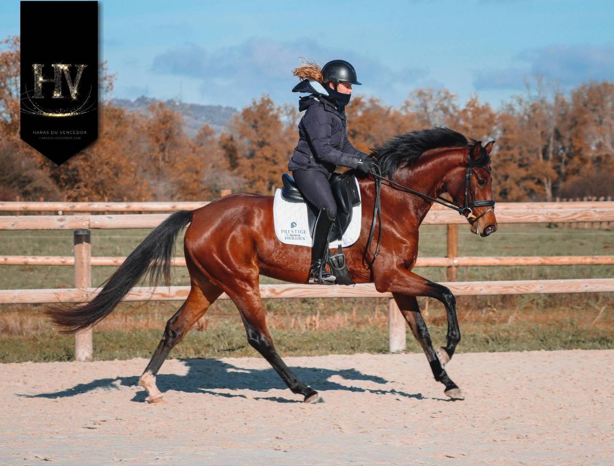 Cavalla AES Anglo European Studbook In vendita 2022 Baio ,  VITALIS