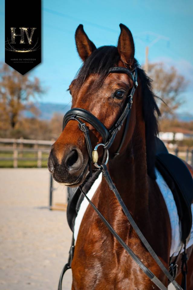 Cavalla AES Anglo European Studbook In vendita 2022 Baio ,  VITALIS