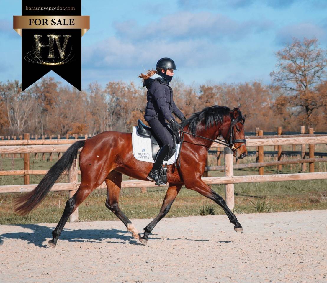 Cavalla AES Anglo European Studbook In vendita 2022 Baio ,  VITALIS