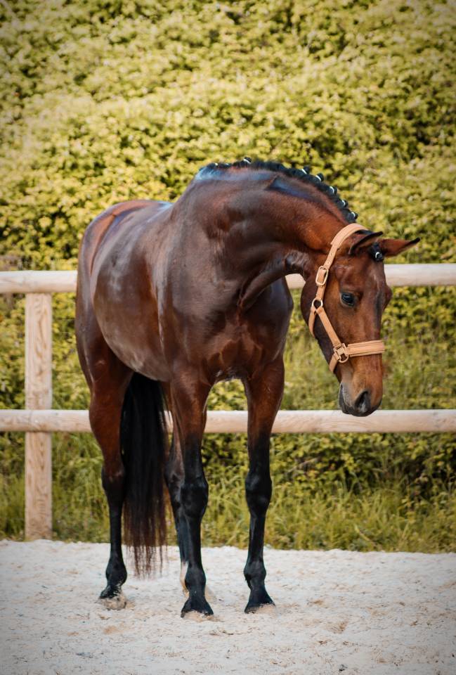 Cavalla AES Anglo European Studbook In vendita 2022 Baio ,  VITALIS