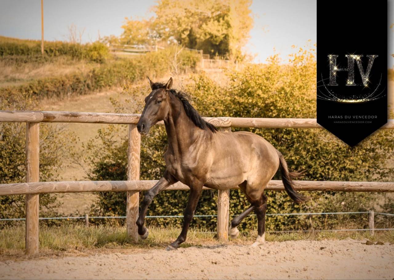 Intero KWPN Cavallo da Sport Neerlandese In vendita 2024 Grullo ,  i don malagueno