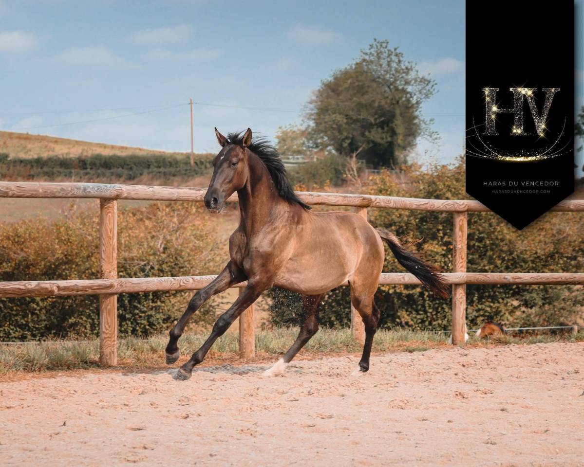 Intero KWPN Cavallo da Sport Neerlandese In vendita 2024 Grullo ,  i don malagueno