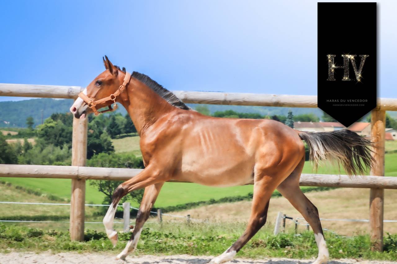 Puledro Lusitano In vendita 2024 Baio ,  Ouro JLC