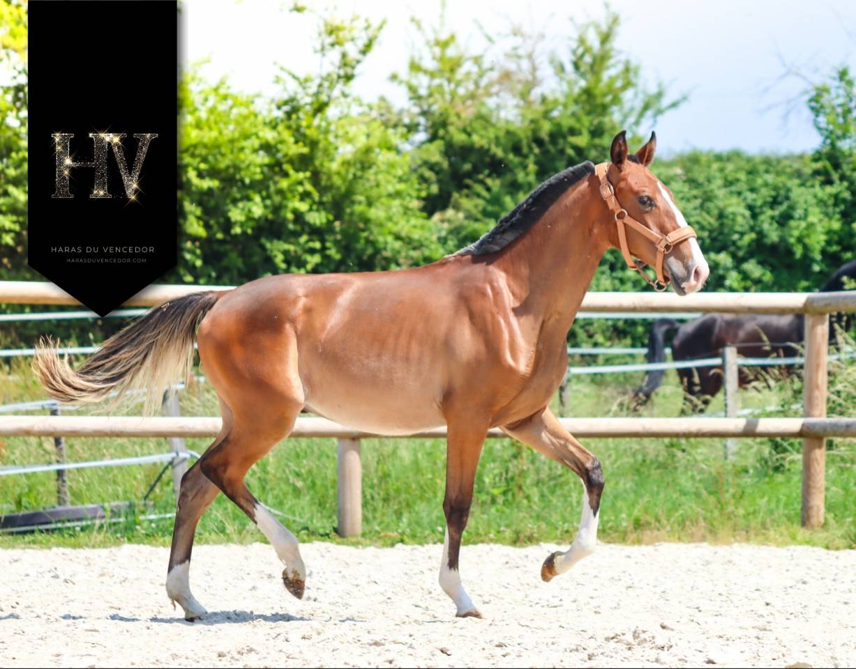 Puledro Lusitano In vendita 2024 Baio ,  Ouro JLC