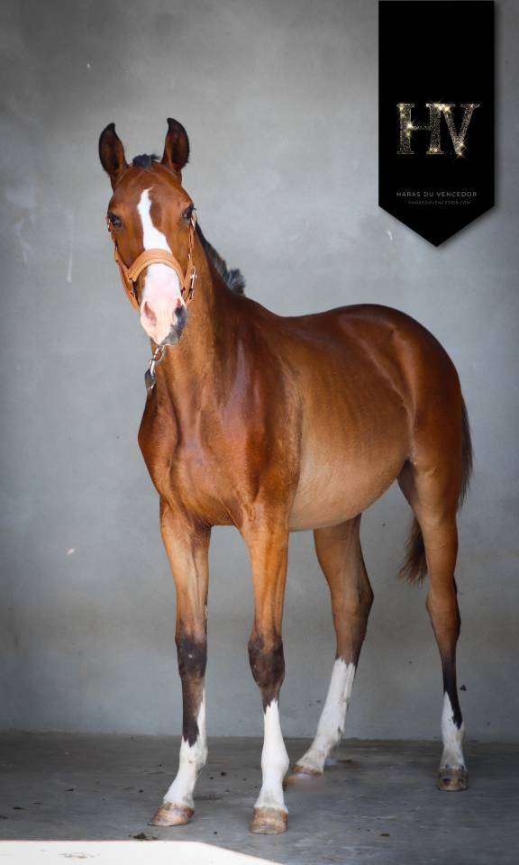 Puledro Lusitano In vendita 2024 Baio ,  Ouro JLC