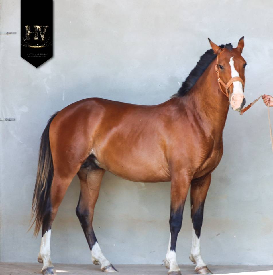 Puledro Lusitano In vendita 2024 Baio ,  Ouro JLC