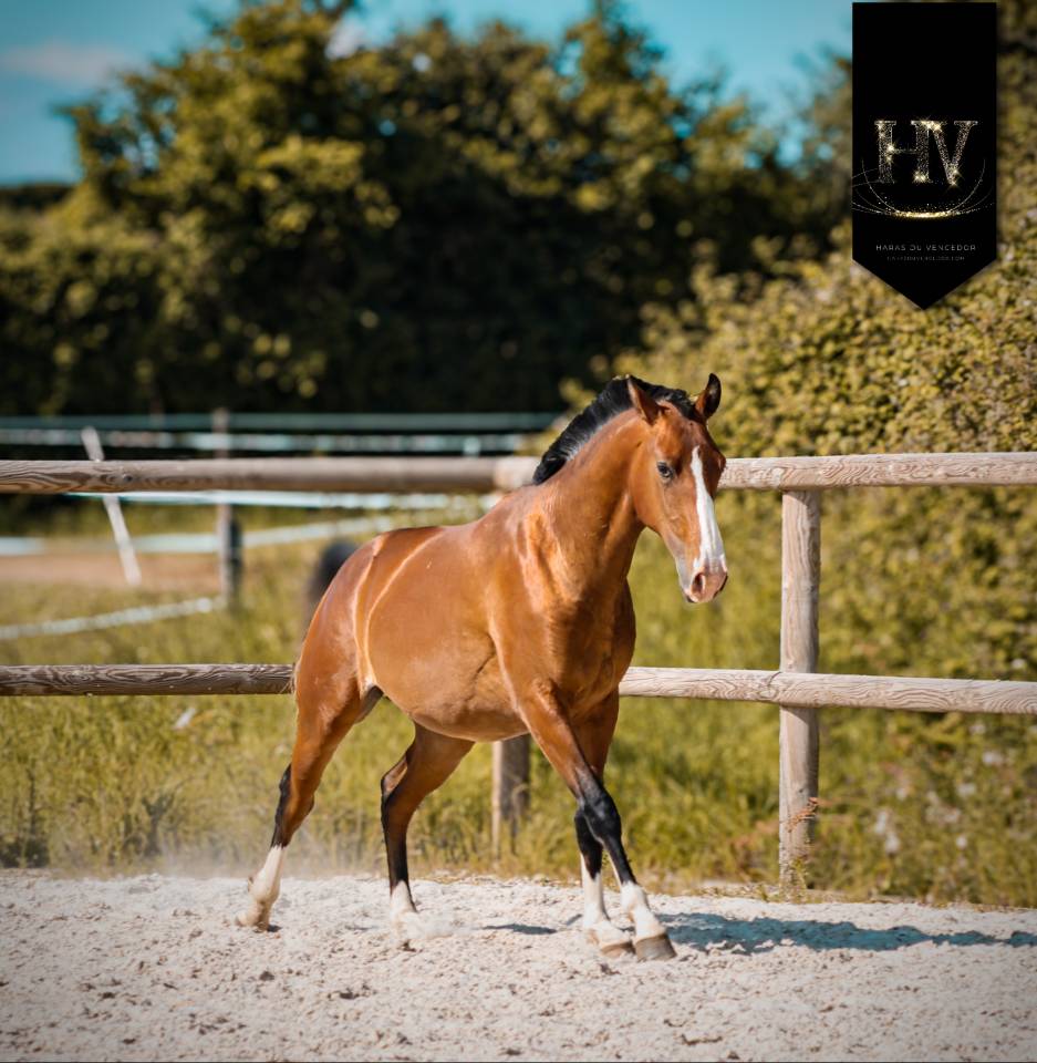 Puledro Lusitano In vendita 2024 Baio ,  Ouro JLC