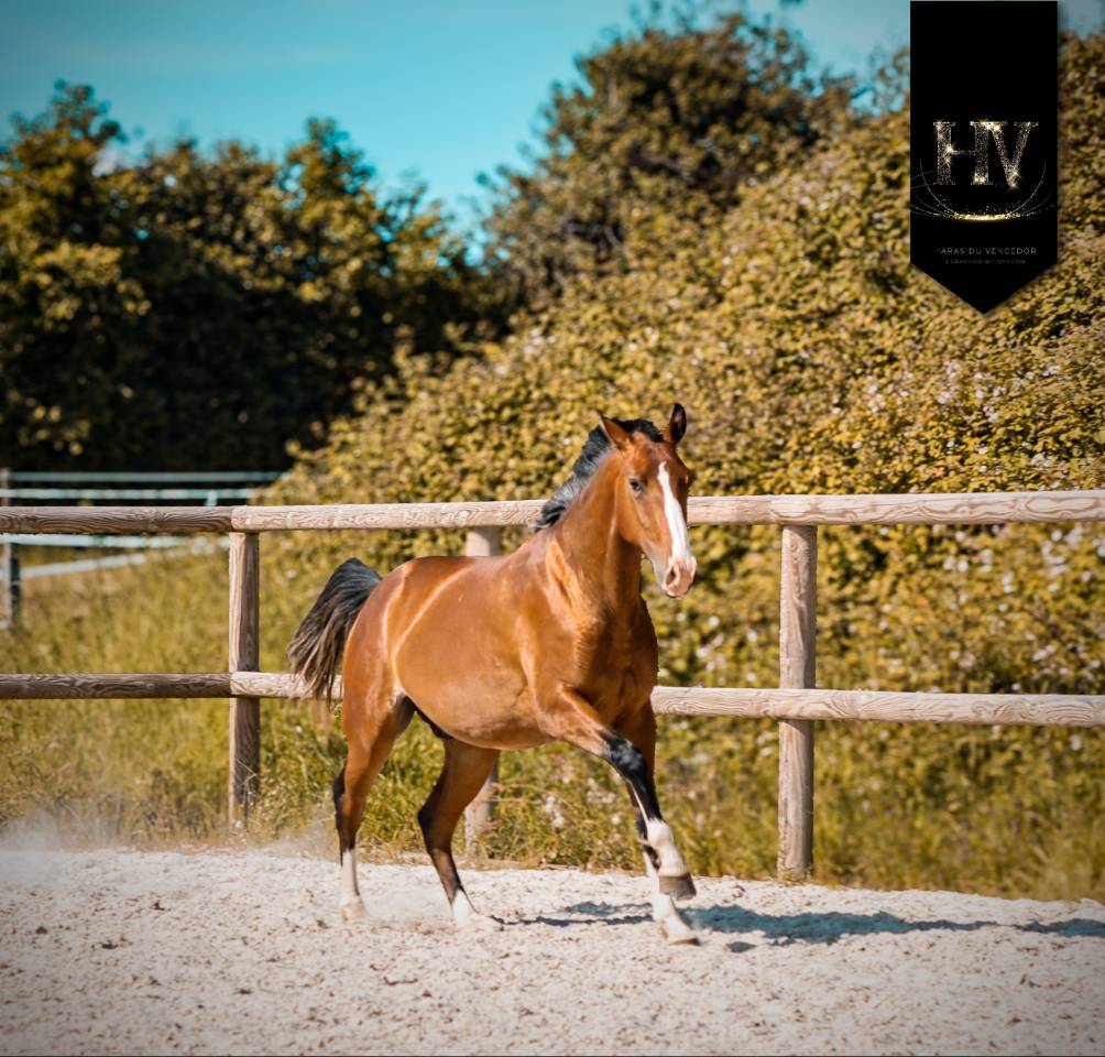 Puledro Lusitano In vendita 2024 Baio ,  Ouro JLC