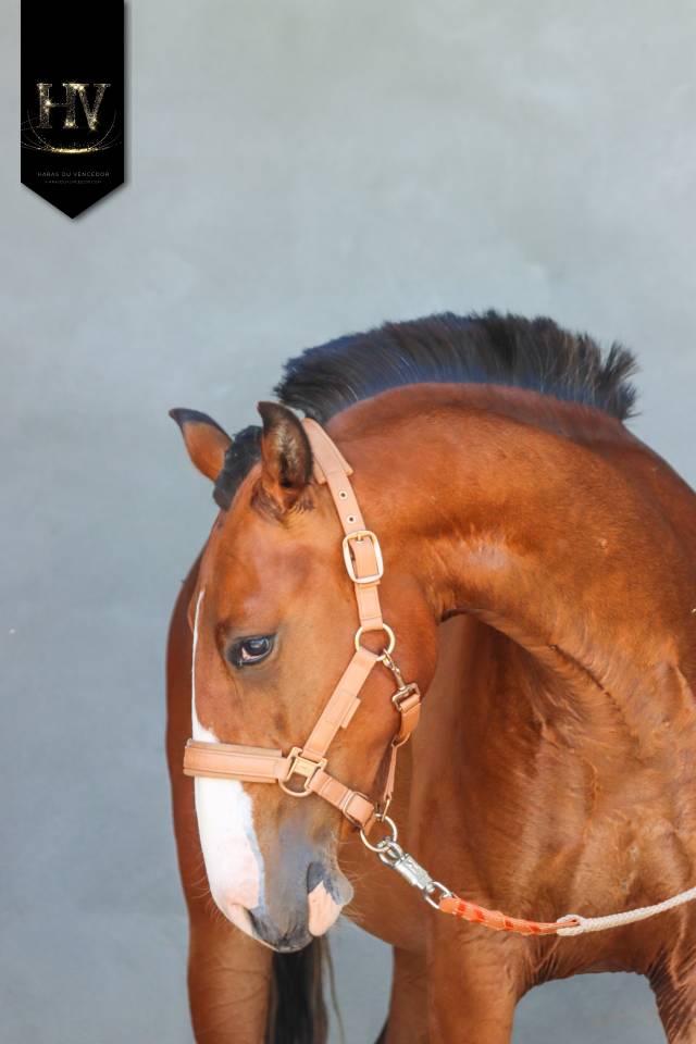 Puledro Lusitano In vendita 2024 Baio ,  Ouro JLC