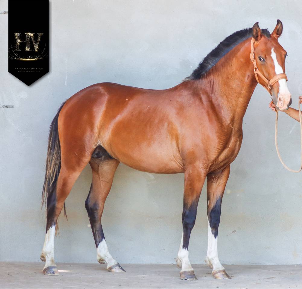 Puledro Lusitano In vendita 2024 Baio ,  Ouro JLC