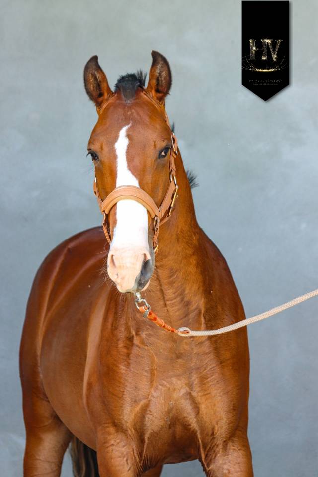 Puledro Lusitano In vendita 2024 Baio ,  Ouro JLC