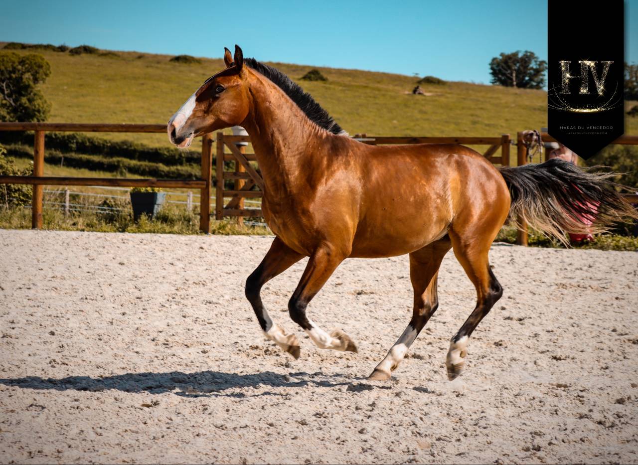 Puledro Lusitano In vendita 2024 Baio ,  Ouro JLC