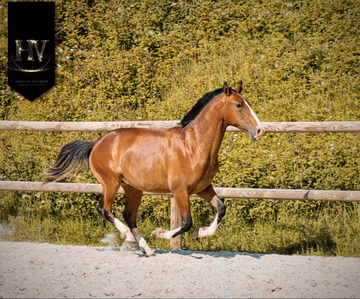 Puledro Lusitano In vendita 2024 Baio ,  Ouro JLC