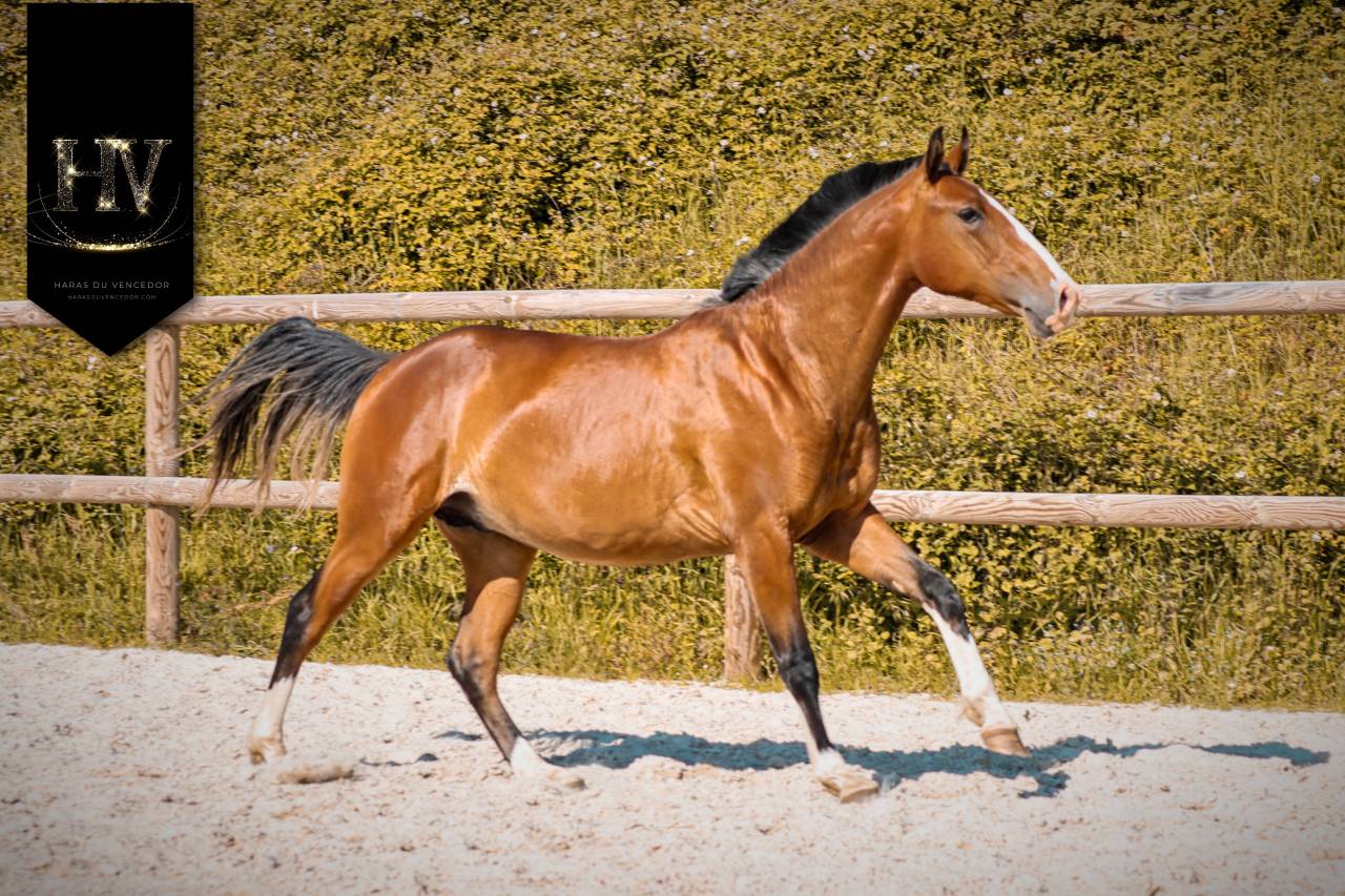 Puledro Lusitano In vendita 2024 Baio ,  Ouro JLC
