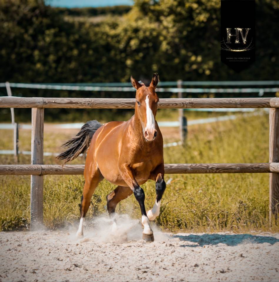 Puledro Lusitano In vendita 2024 Baio ,  Ouro JLC