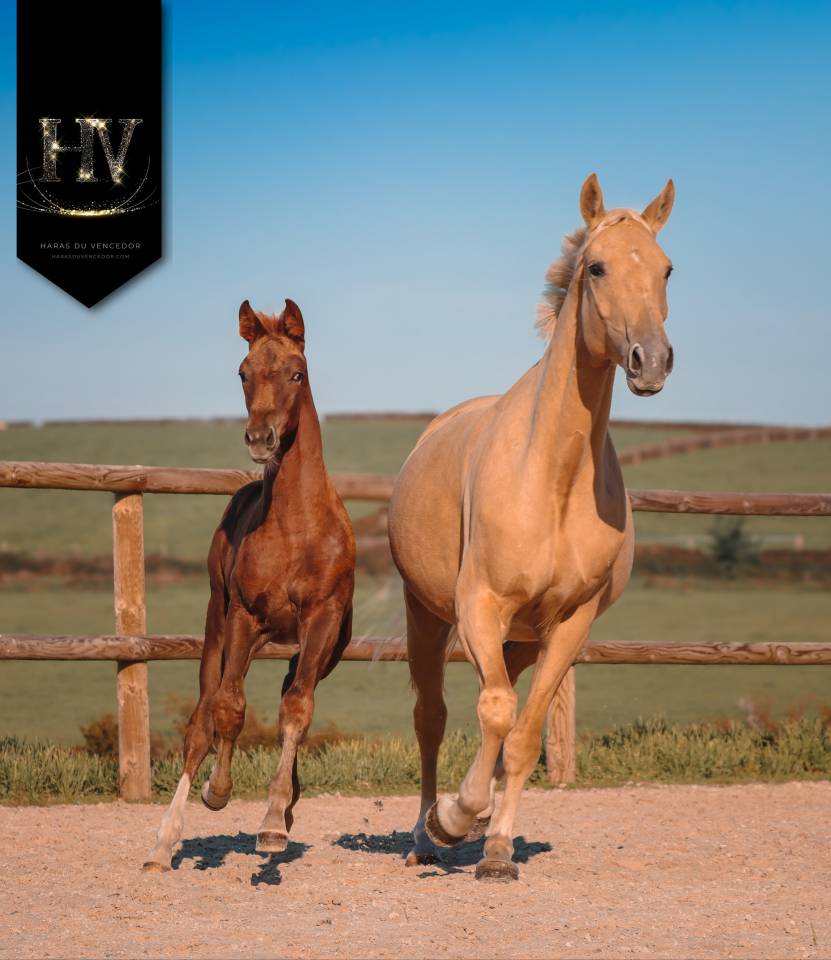 Puledra KWPN Cavallo da Sport Neerlandese In vendita 2025 Sauro brul&eacute; ,  VITALIS