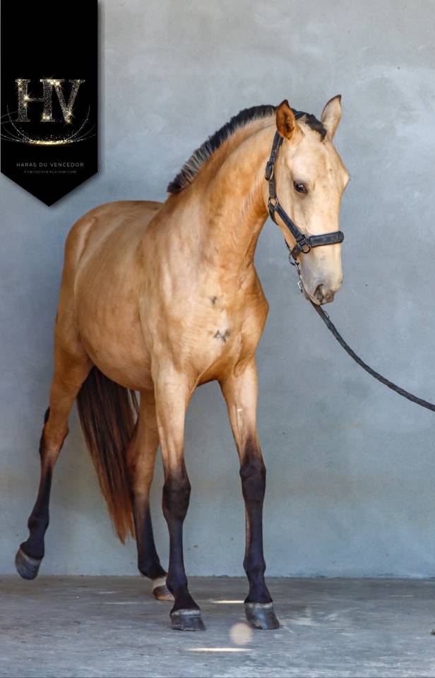 Puledra Lusitano In vendita 2023 Isabella ,  Miura de Cais