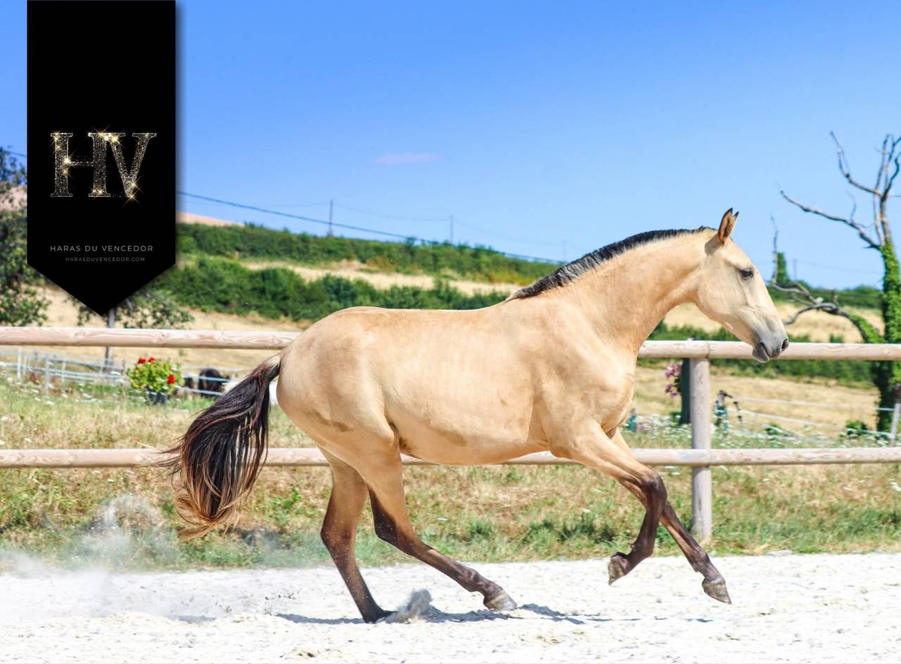 Puledra Lusitano In vendita 2023 Isabella ,  Miura de Cais