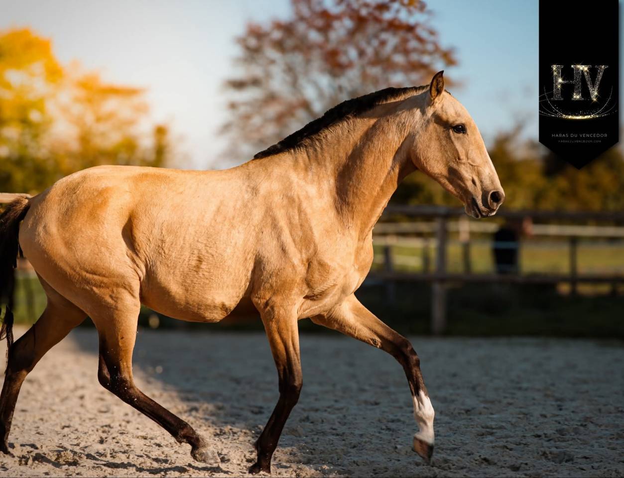 Puledra Lusitano In vendita 2023 Isabella ,  Jasmim plus