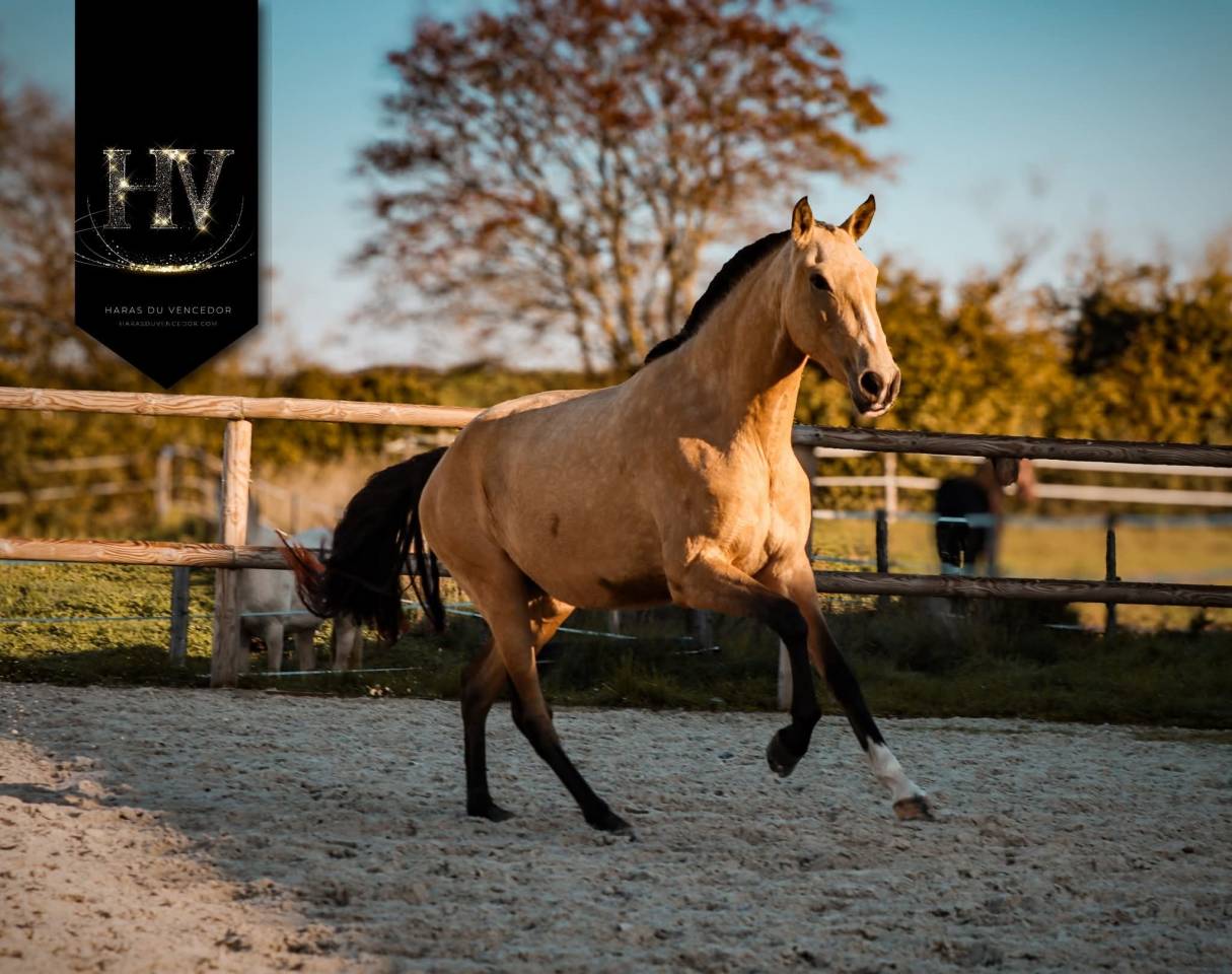 Puledra Lusitano In vendita 2023 Isabella ,  Jasmim plus