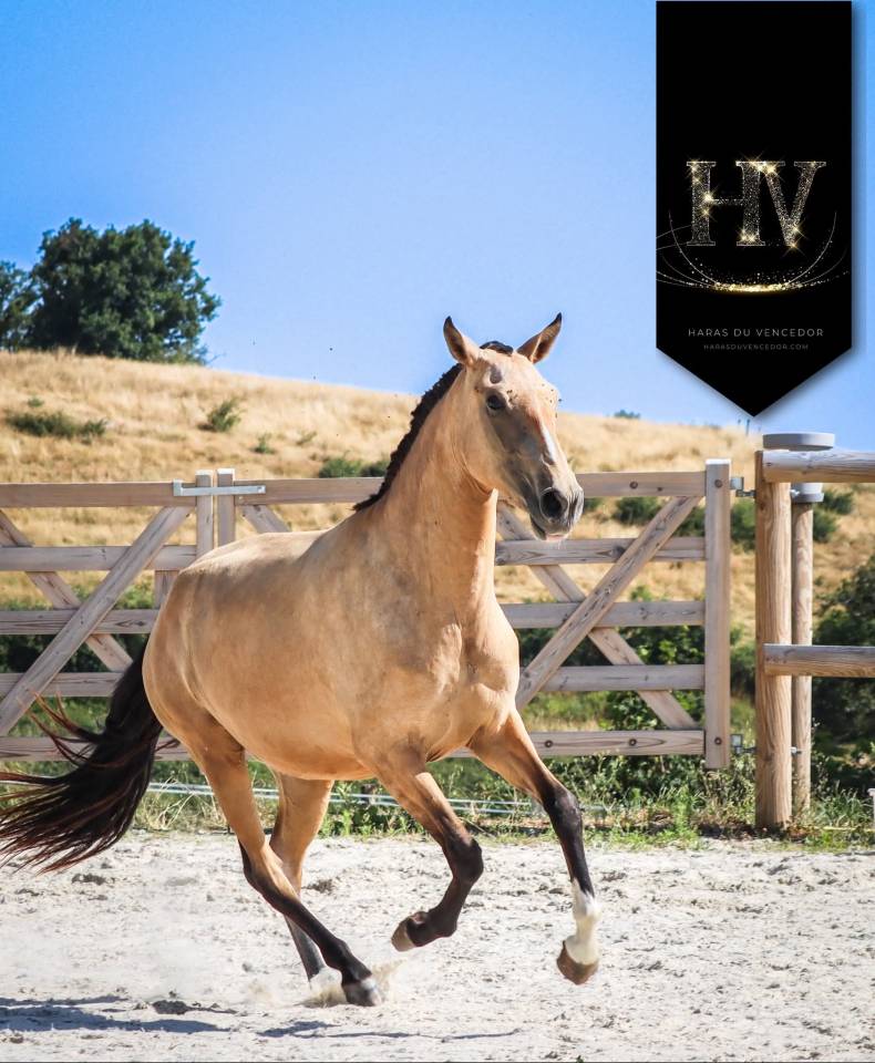 Puledra Lusitano In vendita 2023 Isabella ,  Jasmim plus