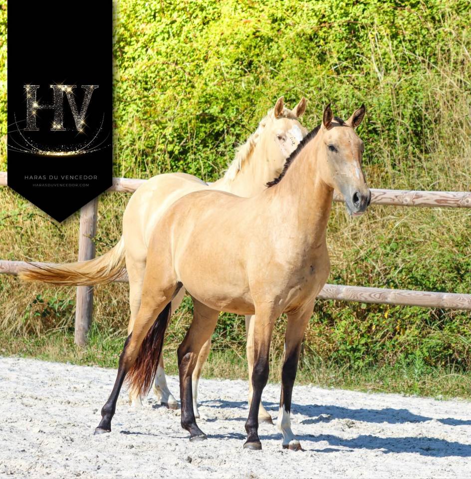 Puledra Lusitano In vendita 2023 Isabella ,  Jasmim plus