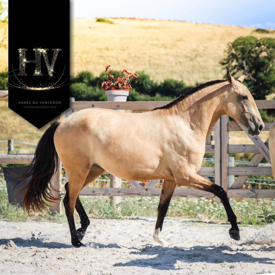 Puledra Lusitano In vendita 2023 Isabella ,  Jasmim plus