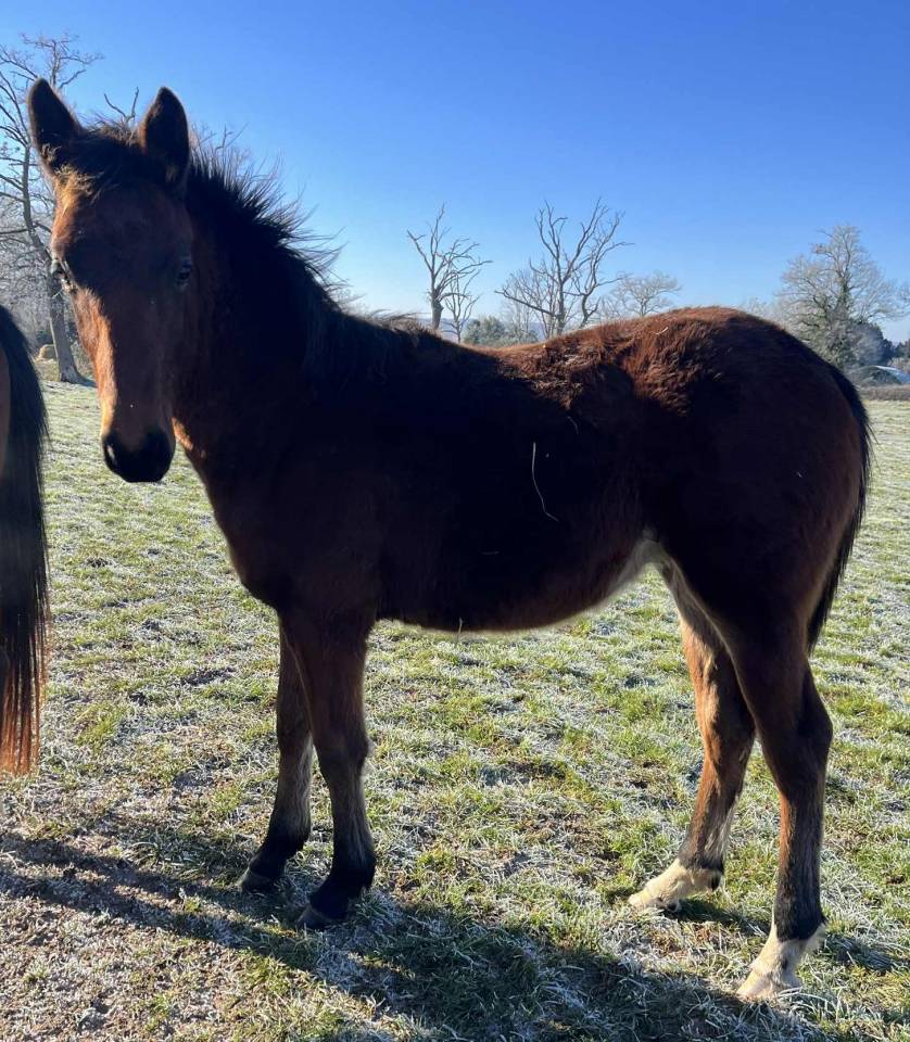 Puledro Sella Francese In vendita 2025 Baio