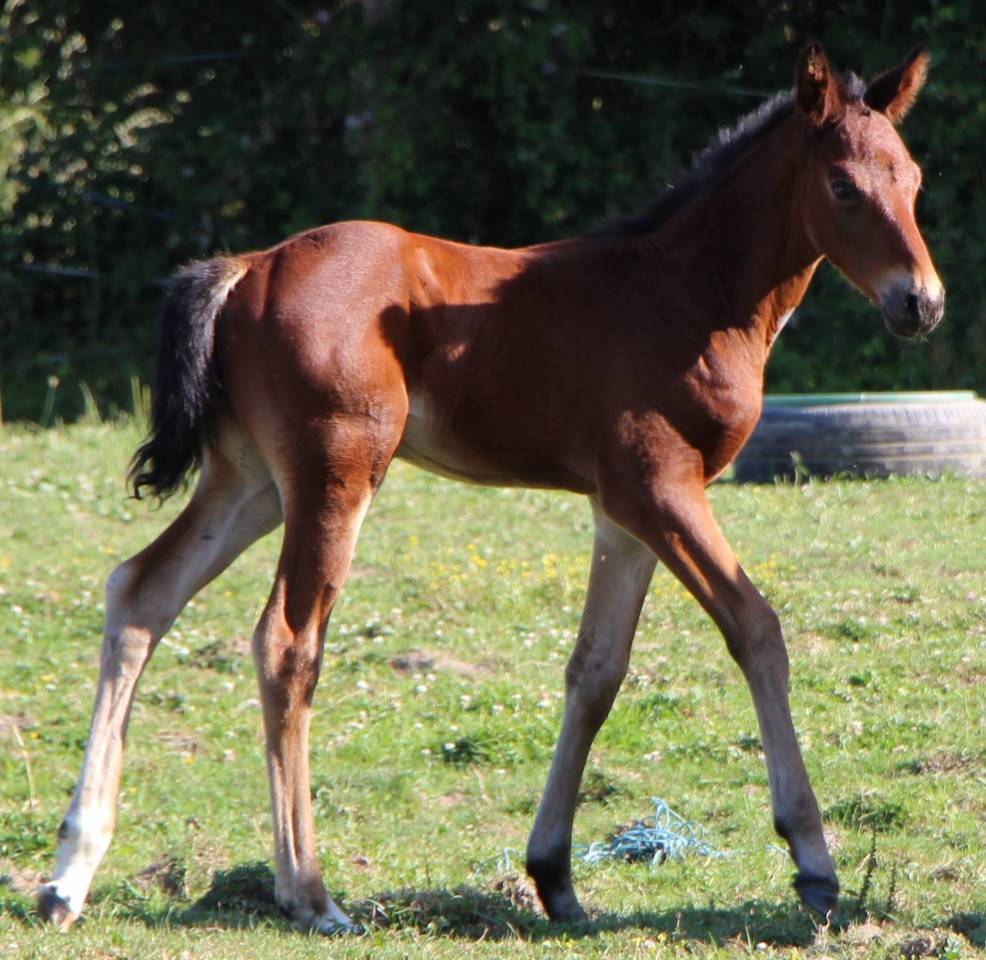 Puledro Sella Francese In vendita 2025 Baio