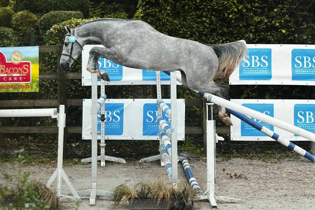 Castrone Zangersheide In vendita 2021 Grigio ,  Charthago blue