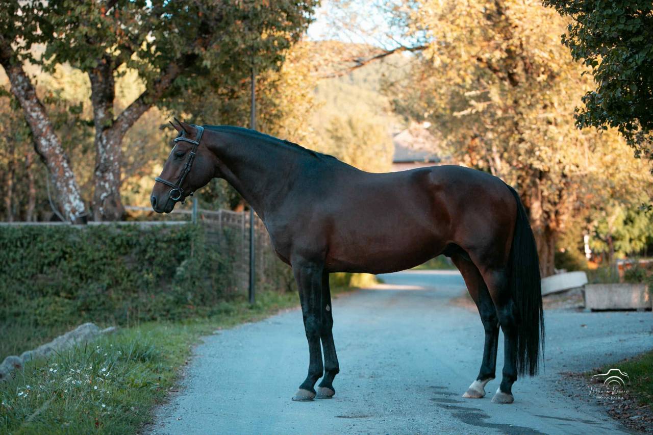 Intero Origine non conosciuta  In vendita 2020 Baio scuro