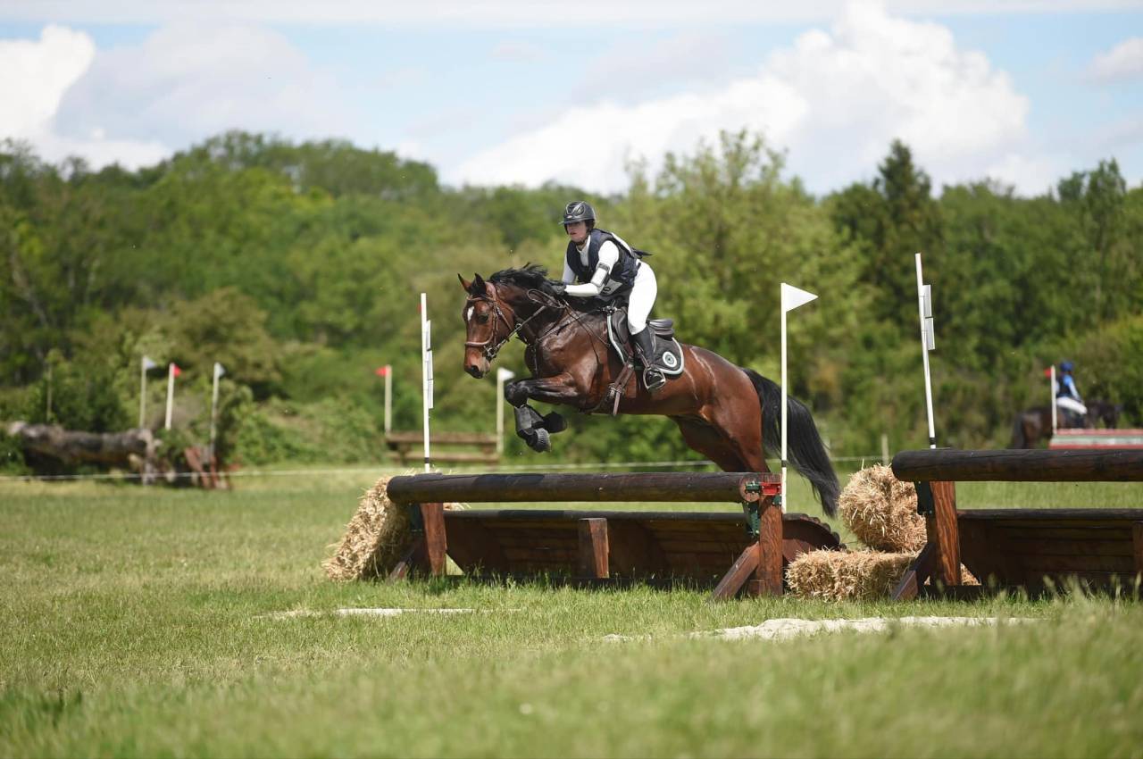 Intero Origine non conosciuta  In vendita 2020 Baio scuro