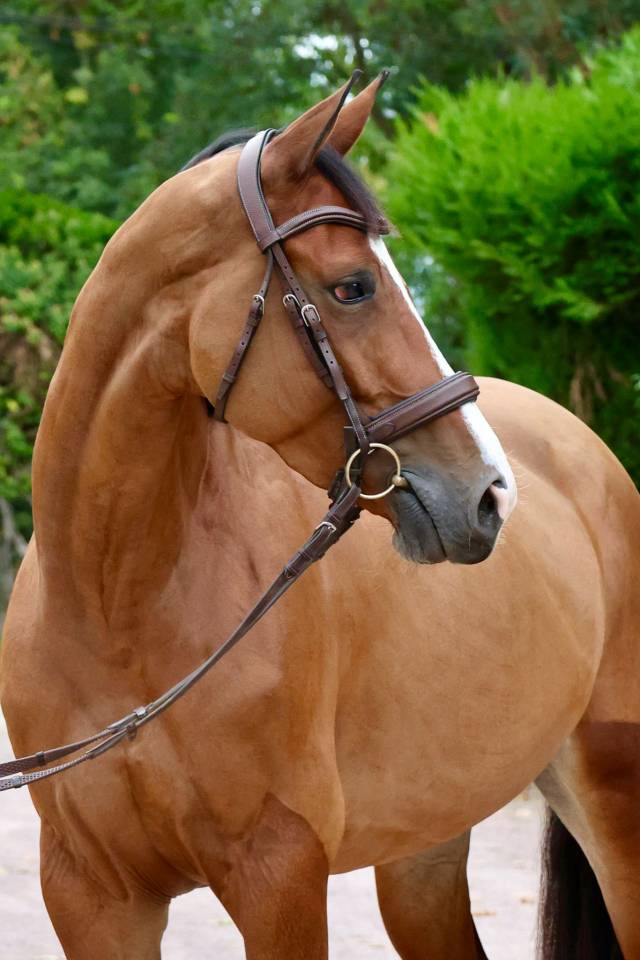 Cavalla Zangersheide In vendita 2019 Baio ,  Halifax van het Kluizebos